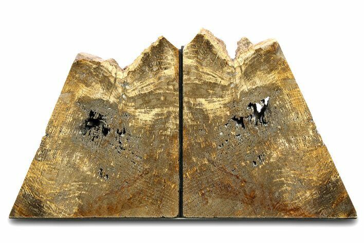 Petrified Wood (Oak) Bookends - Oregon #307179